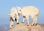 Mt Goats